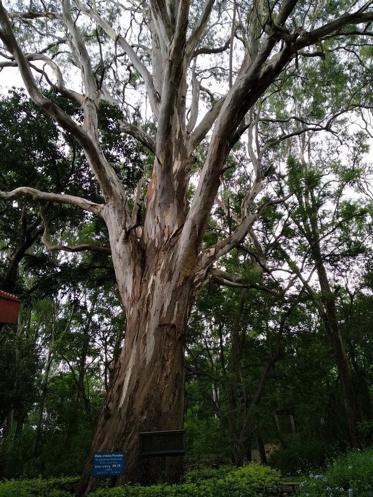 5 Best Tourist Places in Horsley Hills Near Madanapalle Kalyani giant eucalyptus tree surrounded by lush greenery